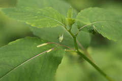 Impatiens pallida
