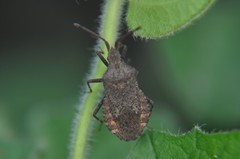 Villasitocoris inconspicuus
