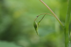 Impatiens pallida
