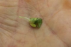 Impatiens pallida