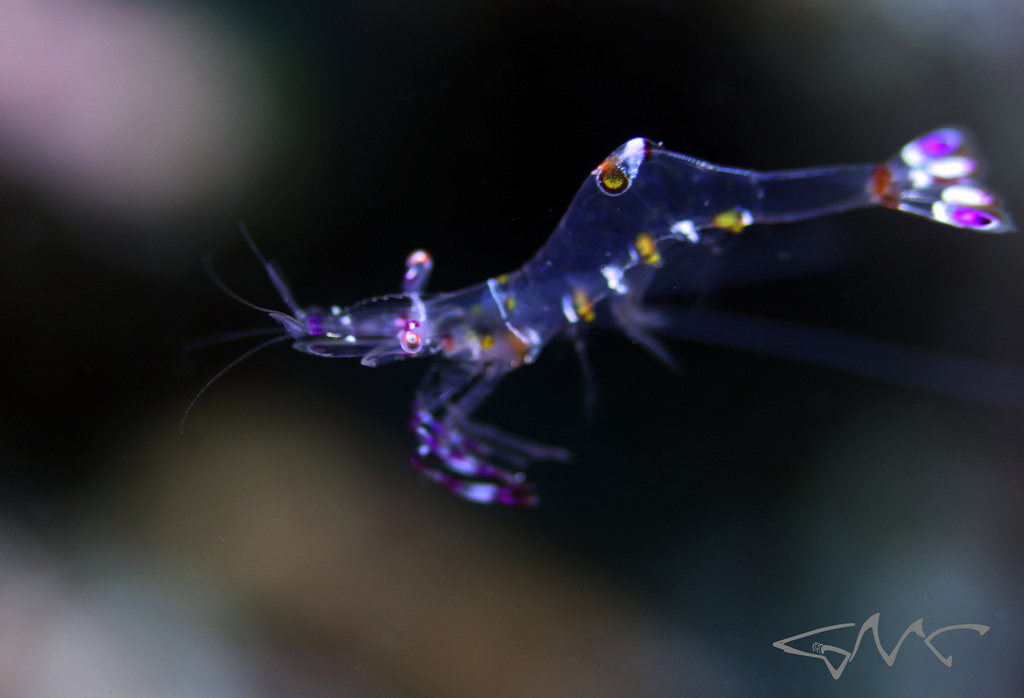 Yellow-spotted Anemone shrimp