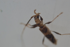 Compsibidion vanum