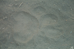 Panthera tigris tigris