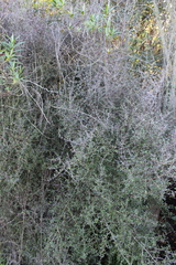 Coprosma propinqua propinqua