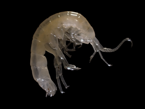 Allegheny cave stygobromid