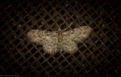 Chloroclystis mniochroa