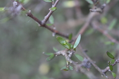 Coprosma propinqua propinqua