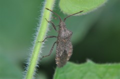 Villasitocoris inconspicuus