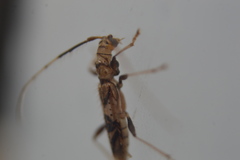 Compsibidion vanum