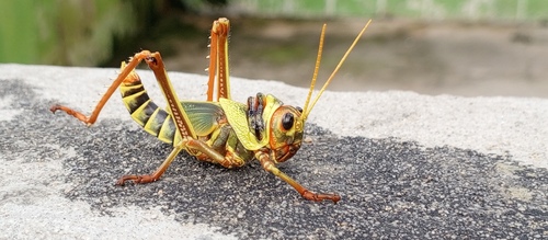 Violet-winged Grasshopper