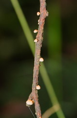 Mycena roseoflava