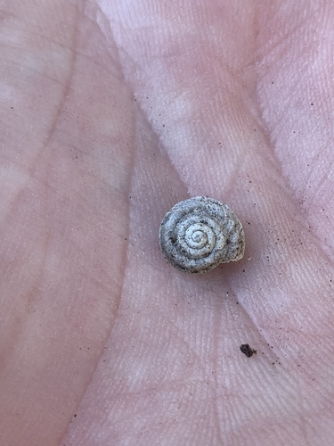 Spring Mountainsnail