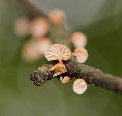 Mycena roseoflava