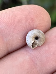 Oreohelix handi
