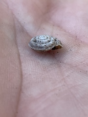Oreohelix handi