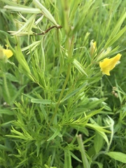 Oenothera pilosella