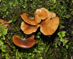 Pleurotus purpureo-olivaceus