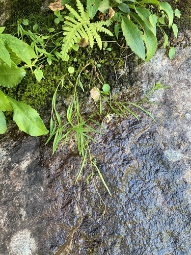 North Peaks Trail