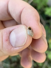 Oreohelix handi