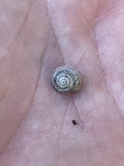 Oreohelix handi