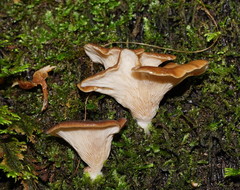 Pleurotus purpureo-olivaceus