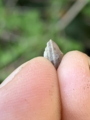 Oreohelix handi