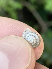 Oreohelix handi