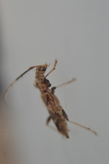 Compsibidion vanum