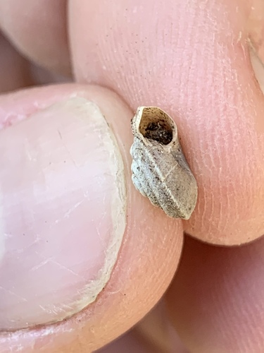 Spring Mountainsnail