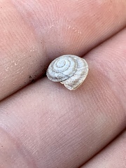 Oreohelix handi