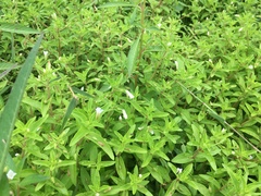 Limnophila aromatica