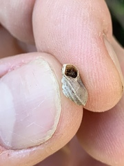 Oreohelix handi