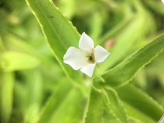 Limnophila aromatica