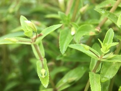Limnophila aromatica