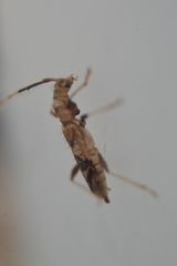 Compsibidion vanum