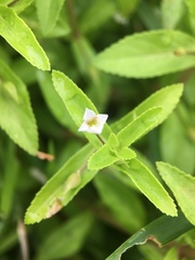 Limnophila aromatica