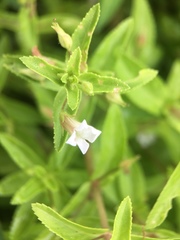 Limnophila aromatica