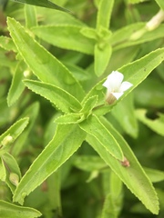 Limnophila aromatica