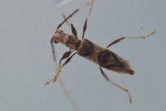 Compsibidion vanum