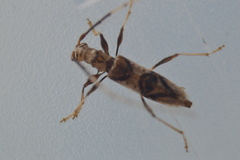 Compsibidion vanum