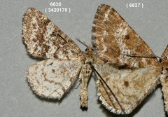 Eufidonia convergaria