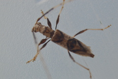 Compsibidion vanum