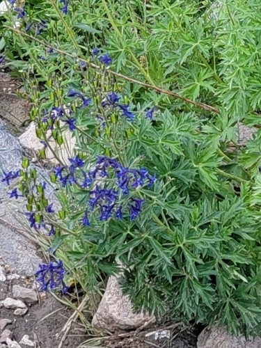 Image of Delphinium barbeyi by (c) Logan, some rights reserved (CC BY)