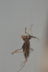 Compsibidion vanum