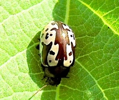 Calligrapha intermedia