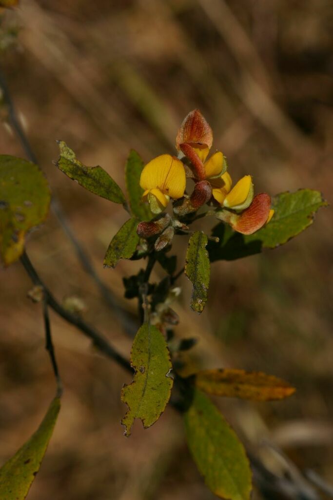 Eriosema affine