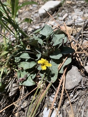 Viola charlestonensis