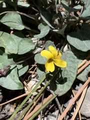 Viola charlestonensis