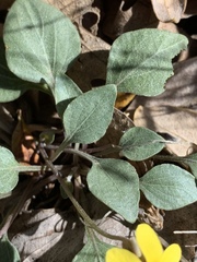 Viola charlestonensis