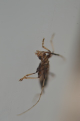 Compsibidion vanum
